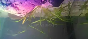 Villasneria Aquarium Plants