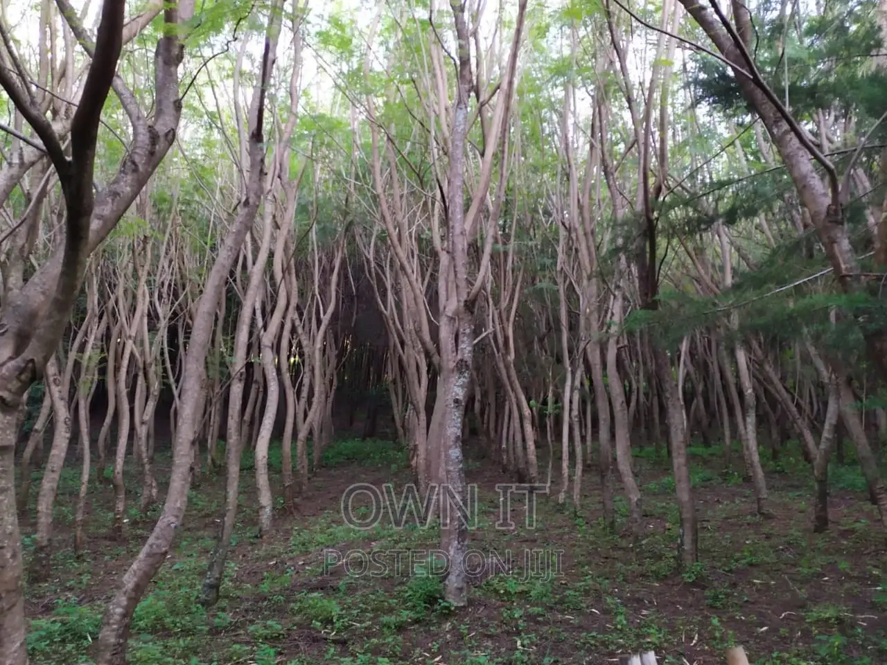 125 Acre Farm in Kitale in Saboti Land & Plots for Sale, Solomon