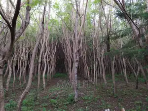 125 Acre Farm in Kitale