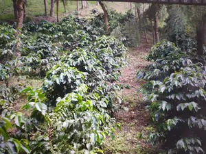 125 Acre Farm in Kitale