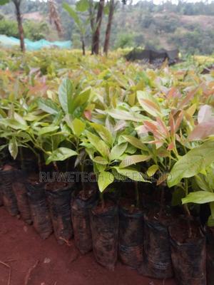 Grafted Hass Avocado - thumbnail 2