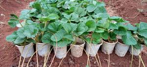 San Andreas Strawberry Seedlings - main view