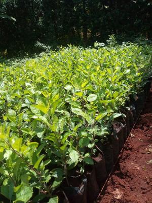 Grafted Apple Seedlings - thumbnail 2