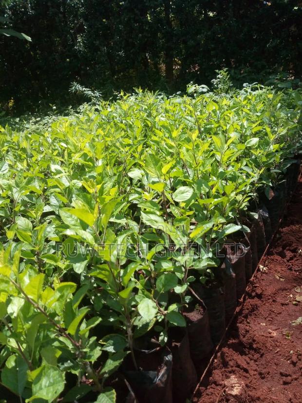 Grafted Apple Seedlings - main view