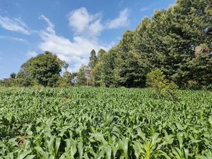 Karatina/Kiamachimbi Half Acre Touching Tarmac - thumbnail 2