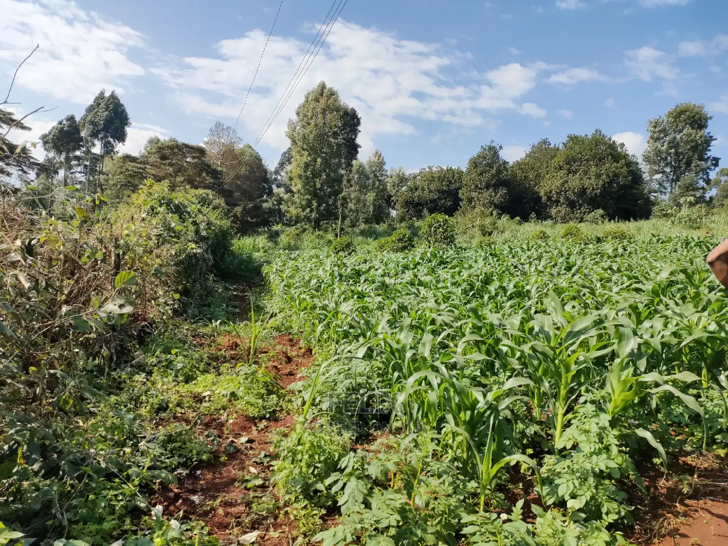 Karatina/Kiamachimbi Half Acre Touching Tarmac