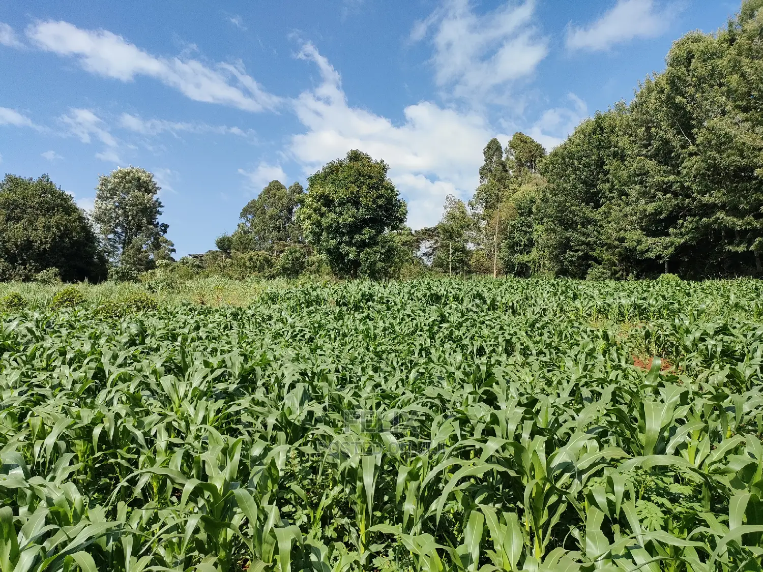 Karatina/Kiamachimbi Half Acre Touching Tarmac