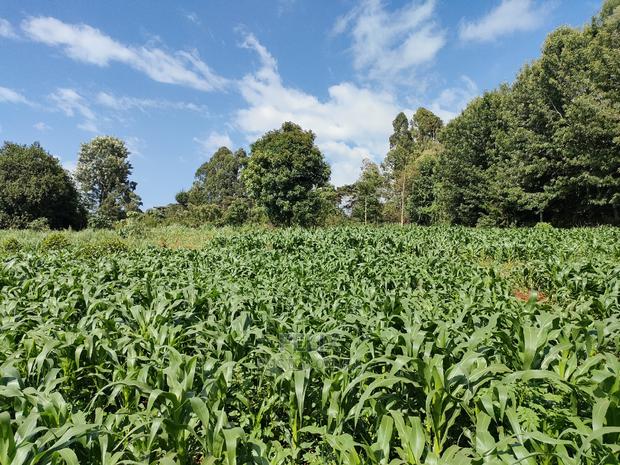 Karatina/Kiamachimbi Half Acre Touching Tarmac - thumbnail 7