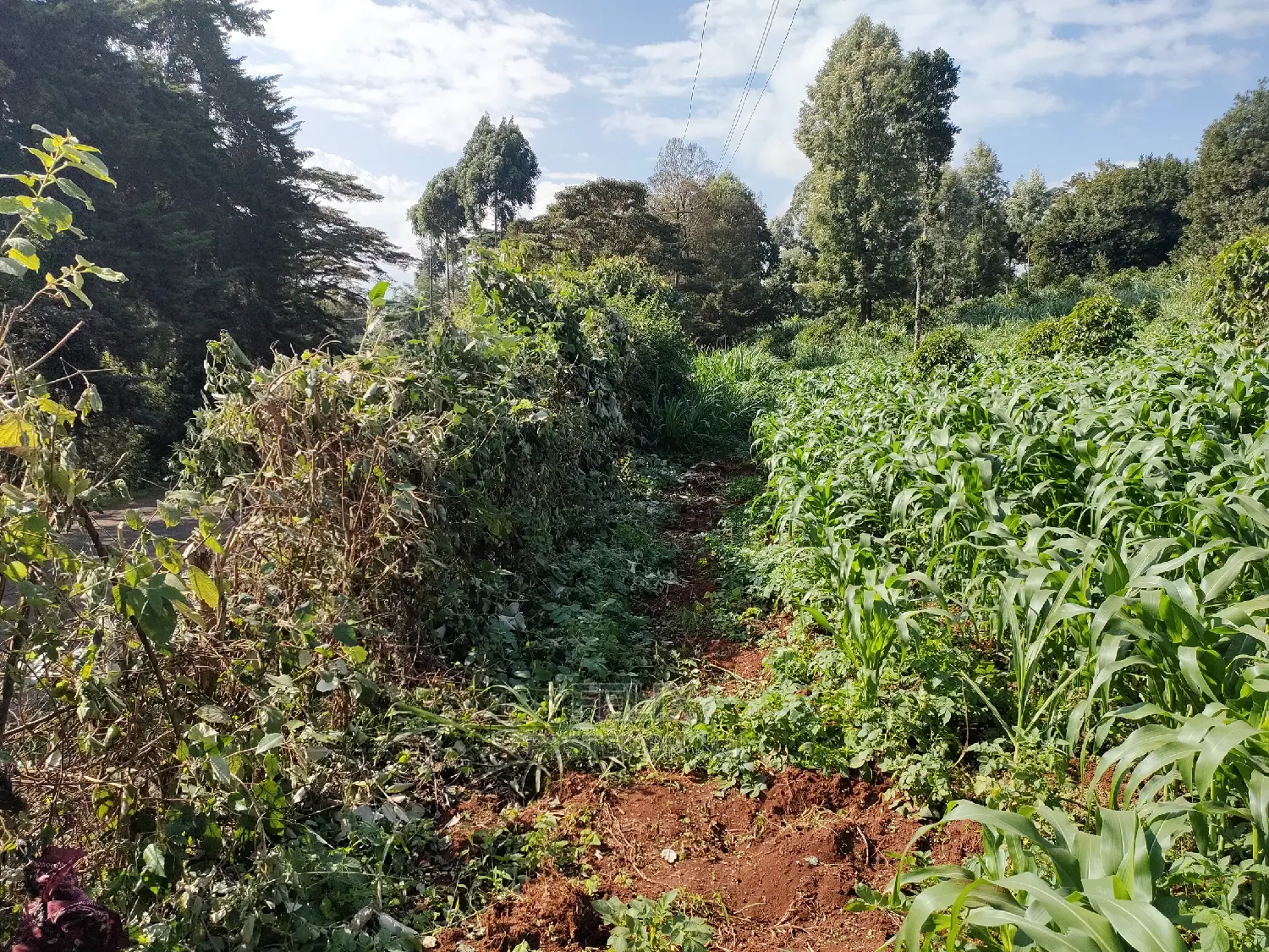 Karatina/Kiamachimbi Half Acre Touching Tarmac