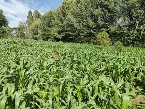 Karatina/Kiamachimbi Half Acre Touching Tarmac