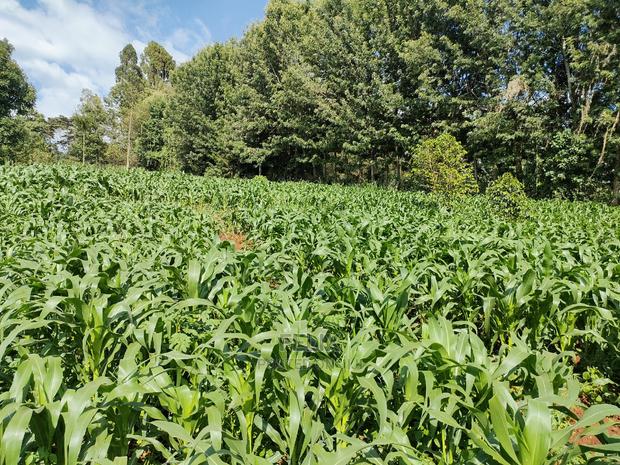 Karatina/Kiamachimbi Half Acre Touching Tarmac - thumbnail 6