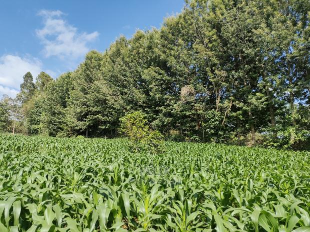 Karatina/Kiamachimbi Half Acre Touching Tarmac - thumbnail 8