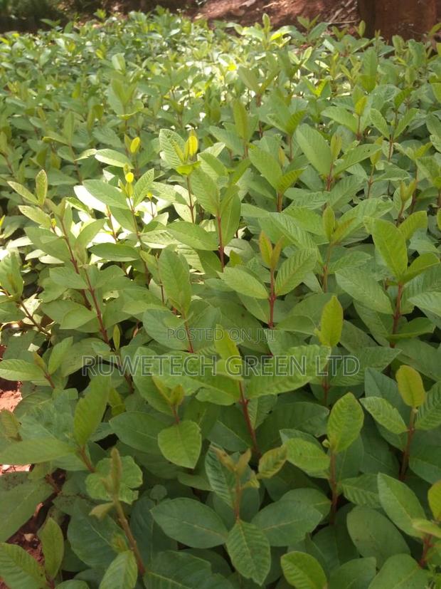 Guava Seedlings - main view