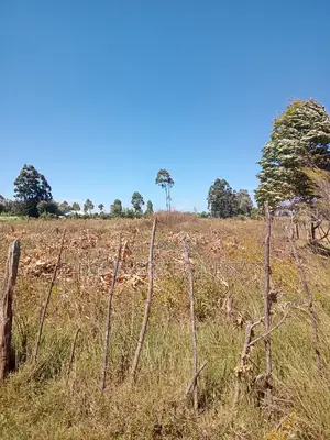 1/8 Plot Before Ilula Center