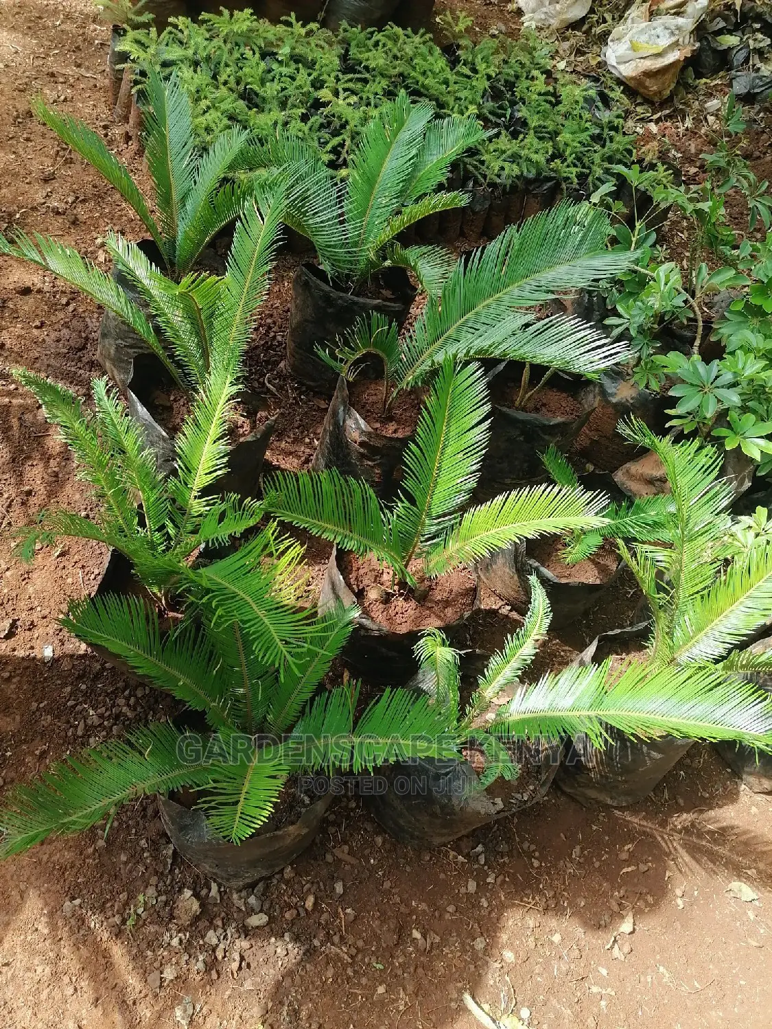 Cycad Plams
