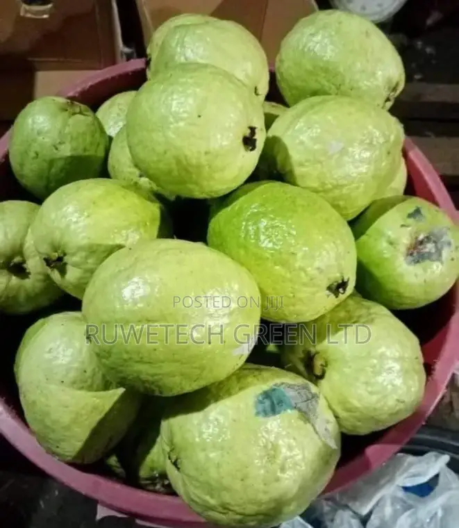 Red and White Guava Seedling