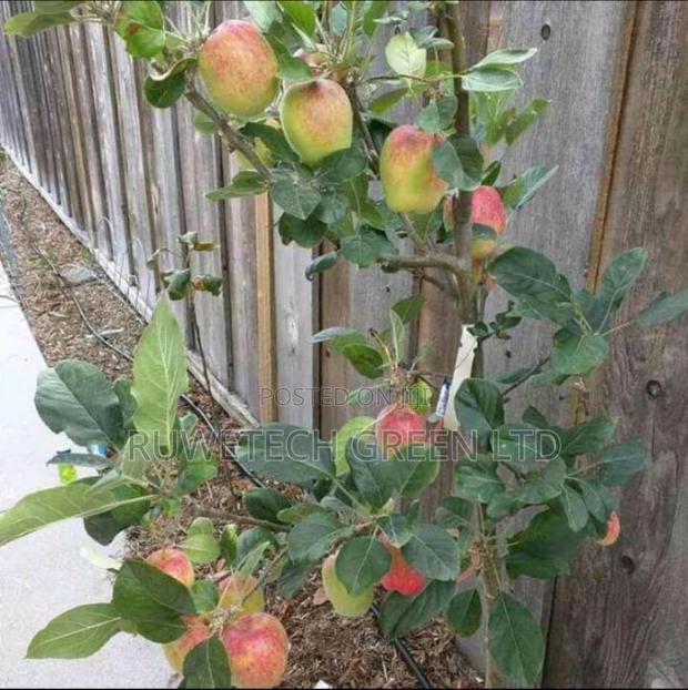 Dwarf Annah Apples Seedlings - main view