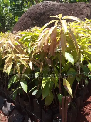 Grafted Mangoes