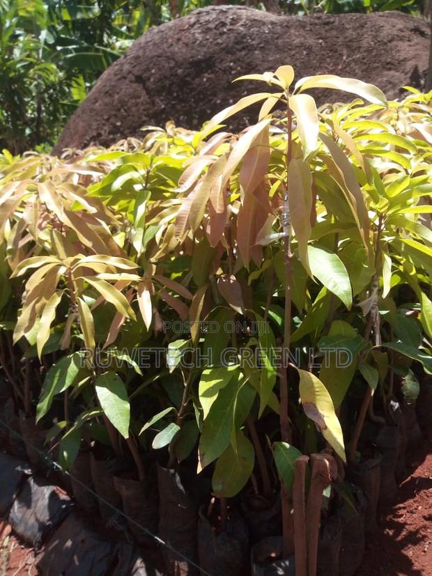 Grafted Mangoes - main view