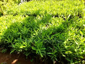 Grafted Macadamia