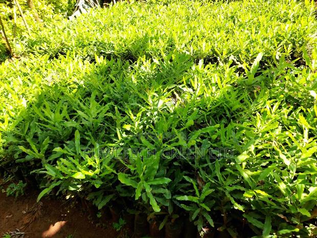 Grafted Macadamia - main view