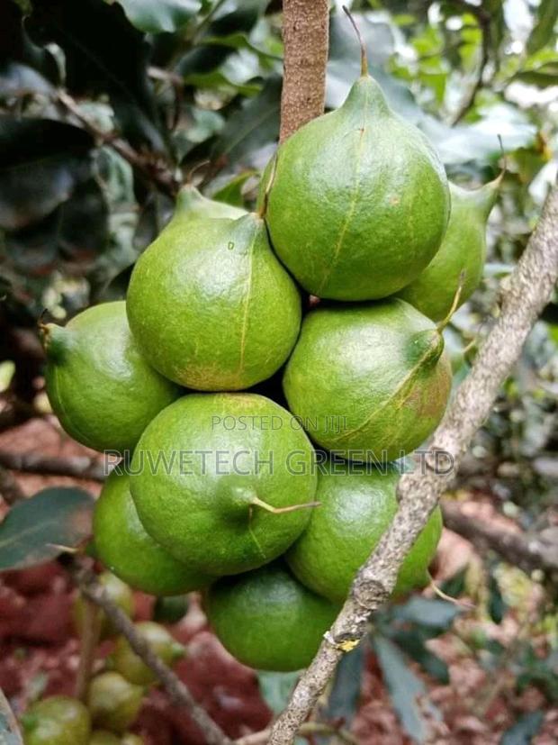 Grafted Macadamia - thumbnail 3