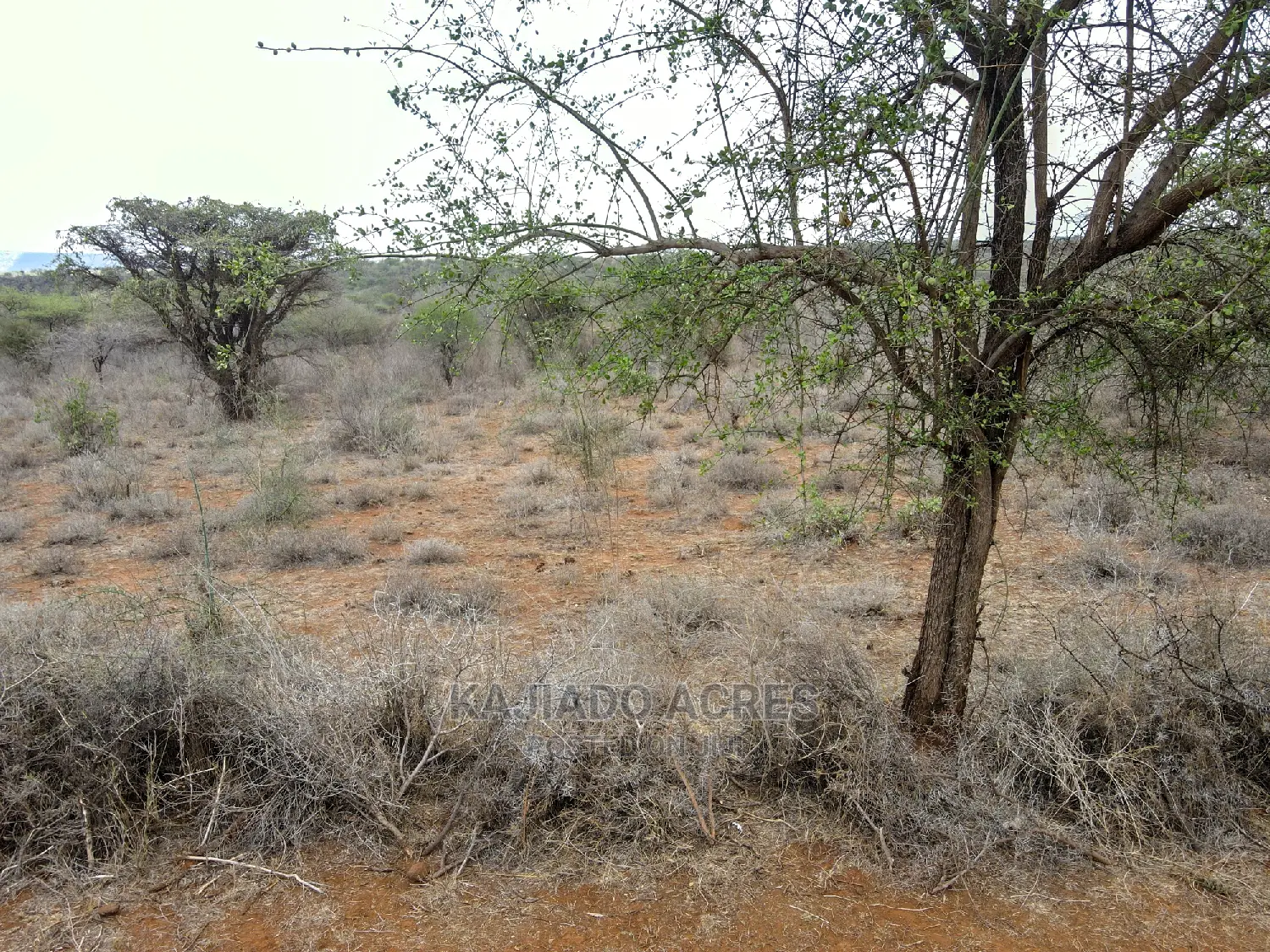 45 Acres Saikeri at 850k Per Acre
