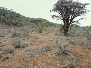 246 Acres Pion(Ilkisumeti) at Per Acre