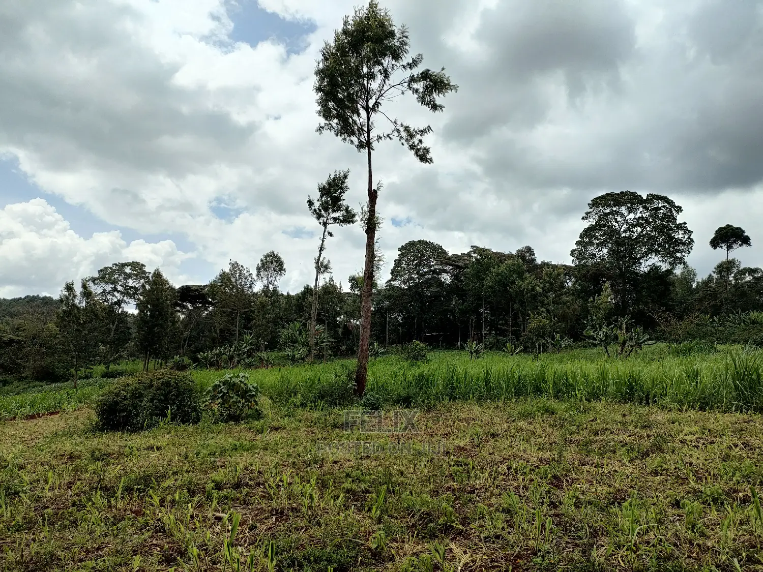 Nyeri /Giakanja 2 Acres