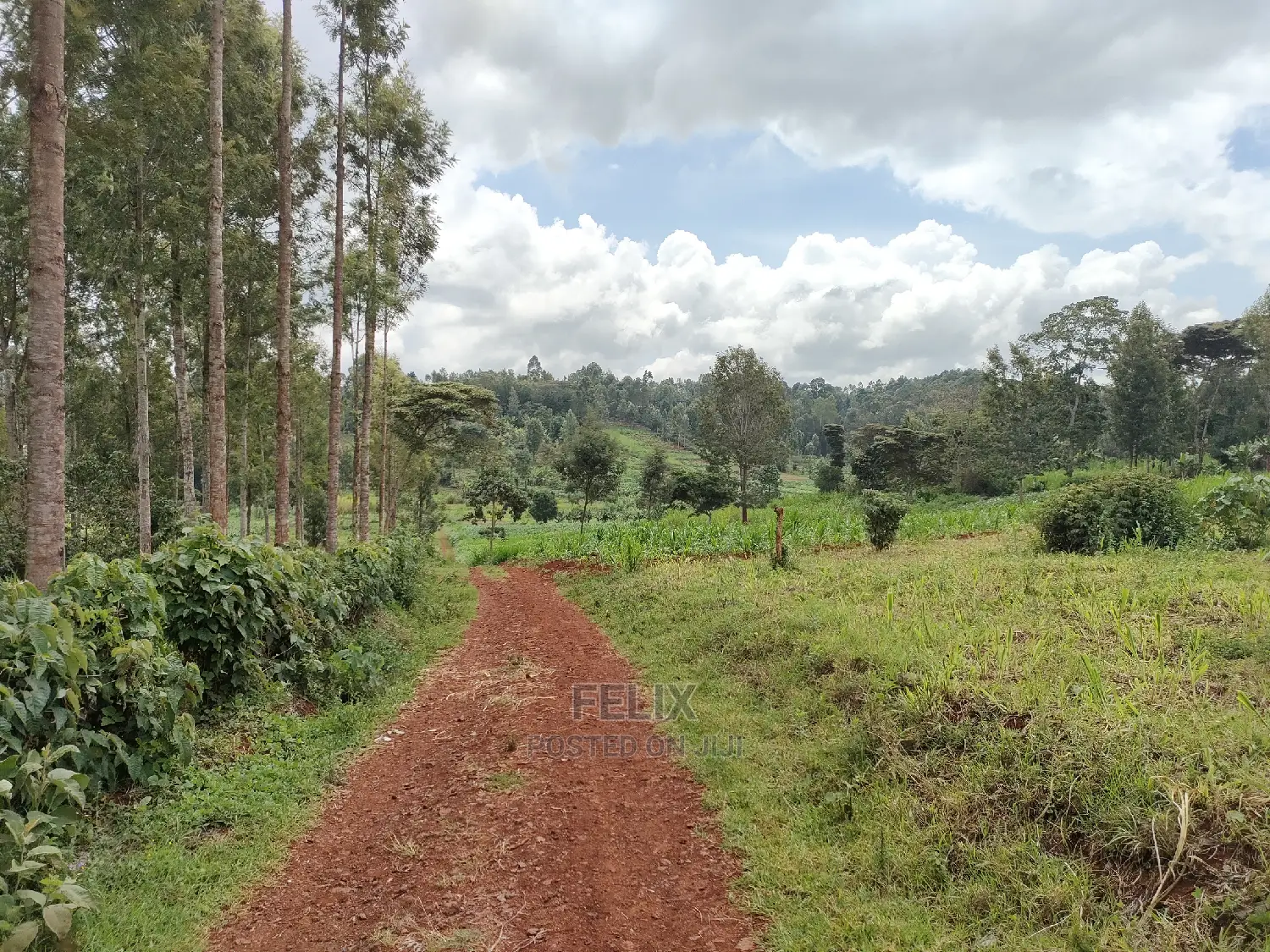 Nyeri /Giakanja 2 Acres