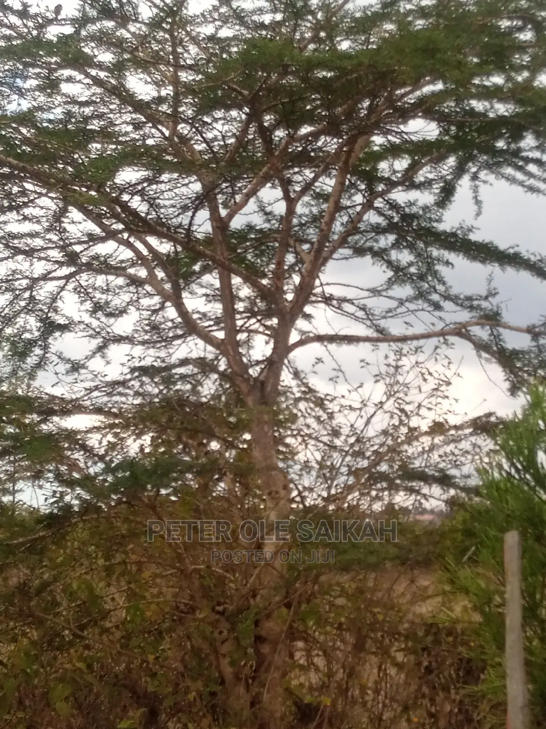 Ongata Rongai Prime Plots