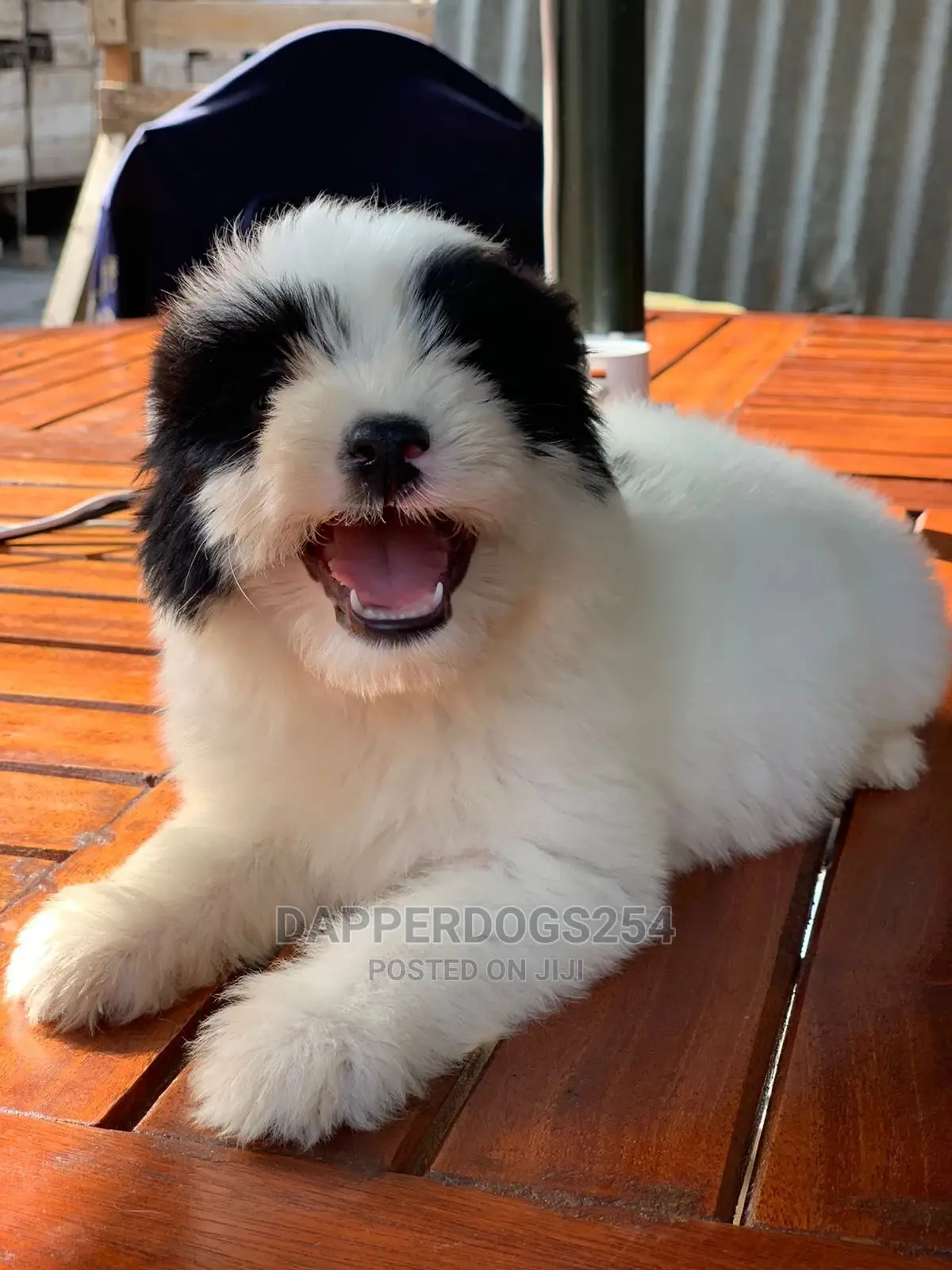 1-3 Months Female Purebred Havanese