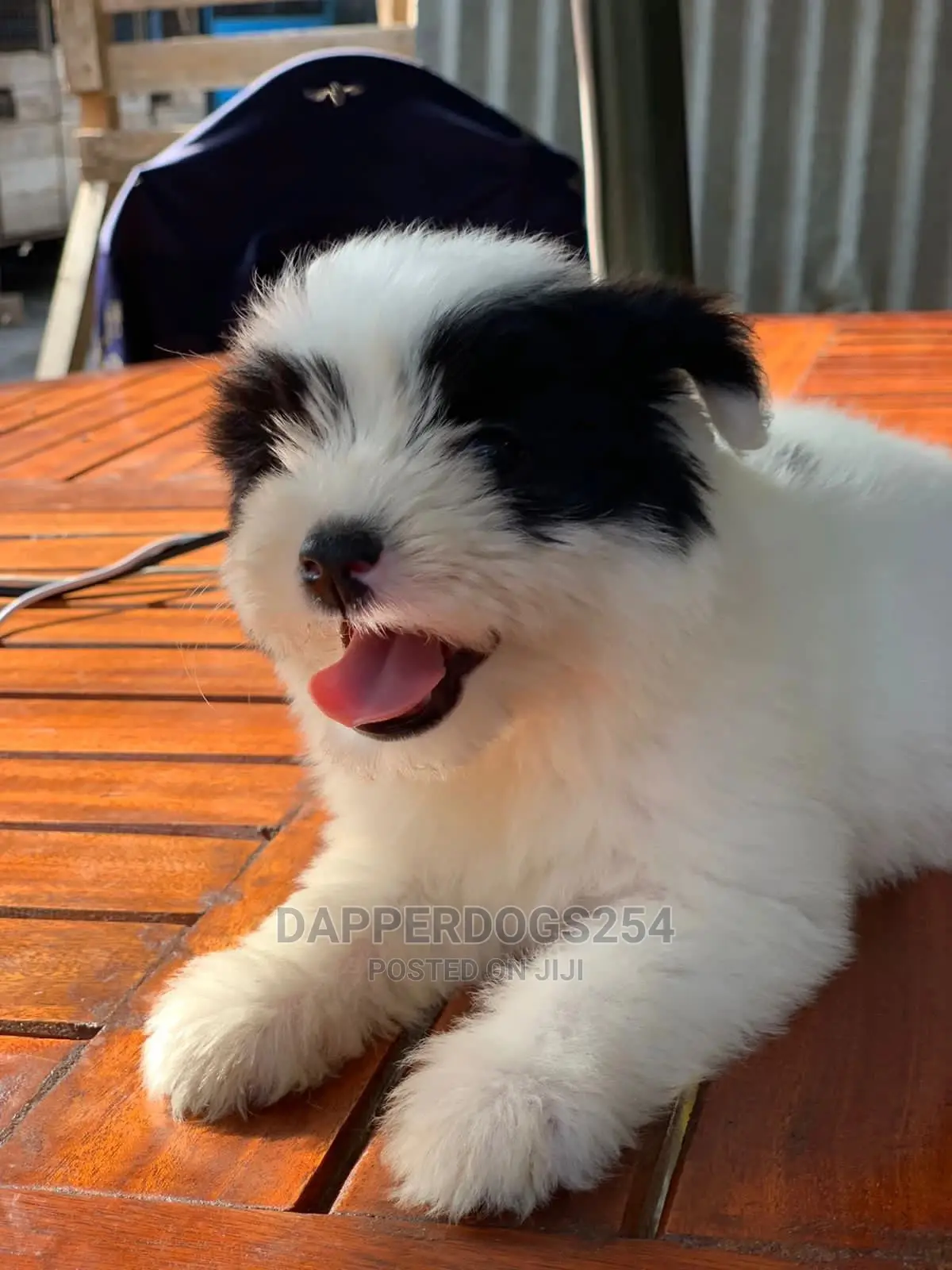 1-3 Months Female Purebred Havanese