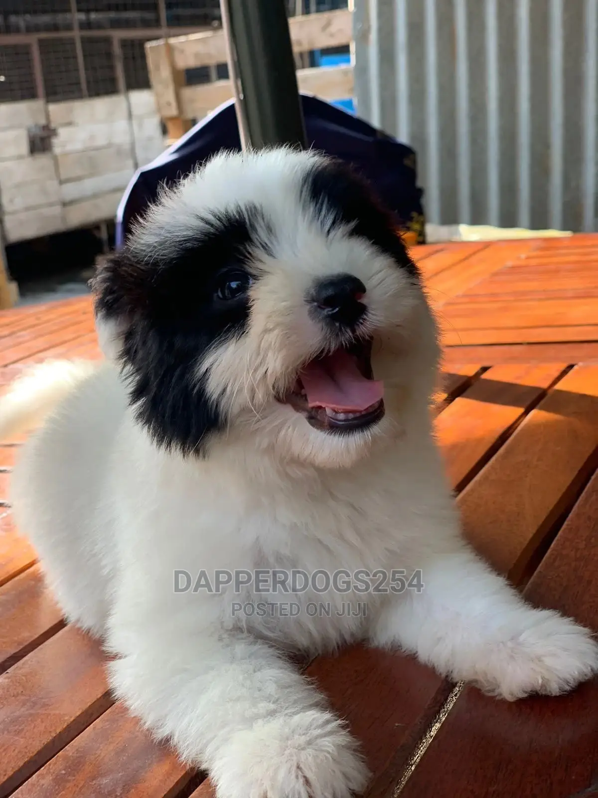 1-3 Months Female Purebred Havanese