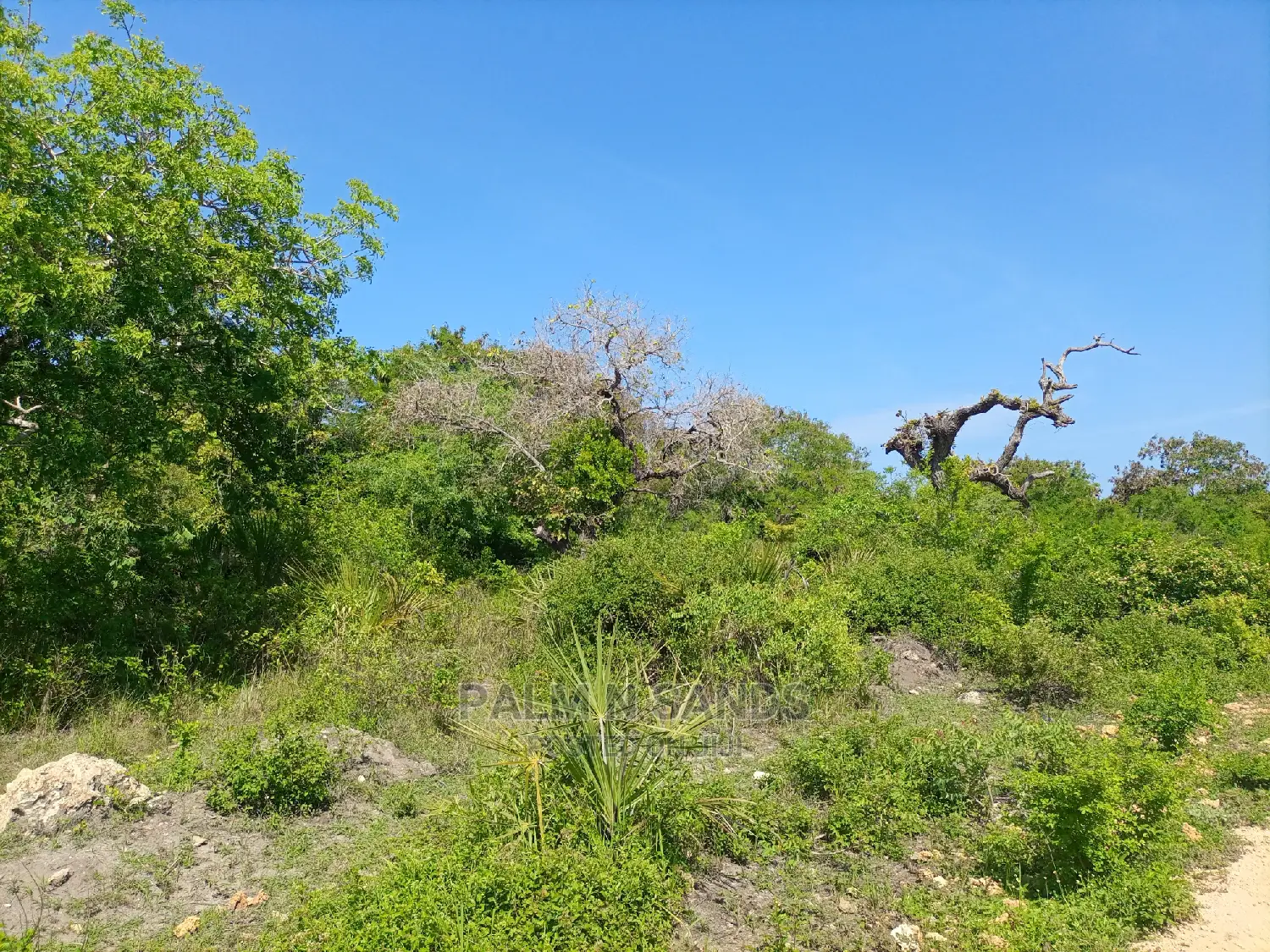 Galu Kinondo Second Row Beach Plot