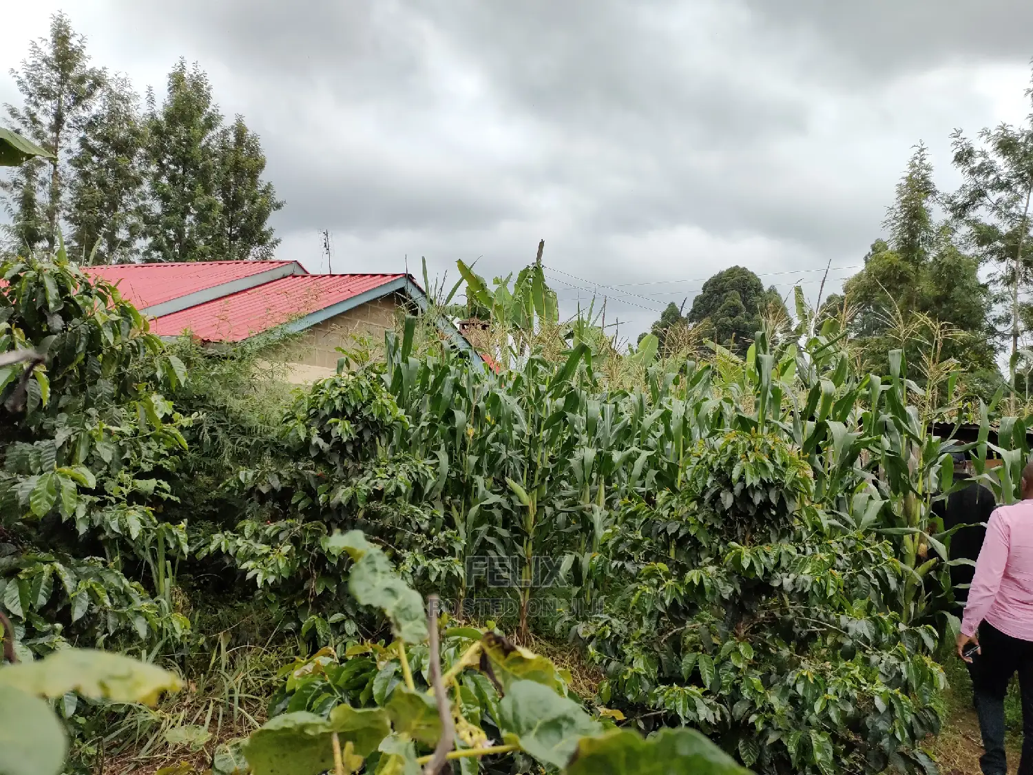 Karatina /Karura Half Acre With Coffee