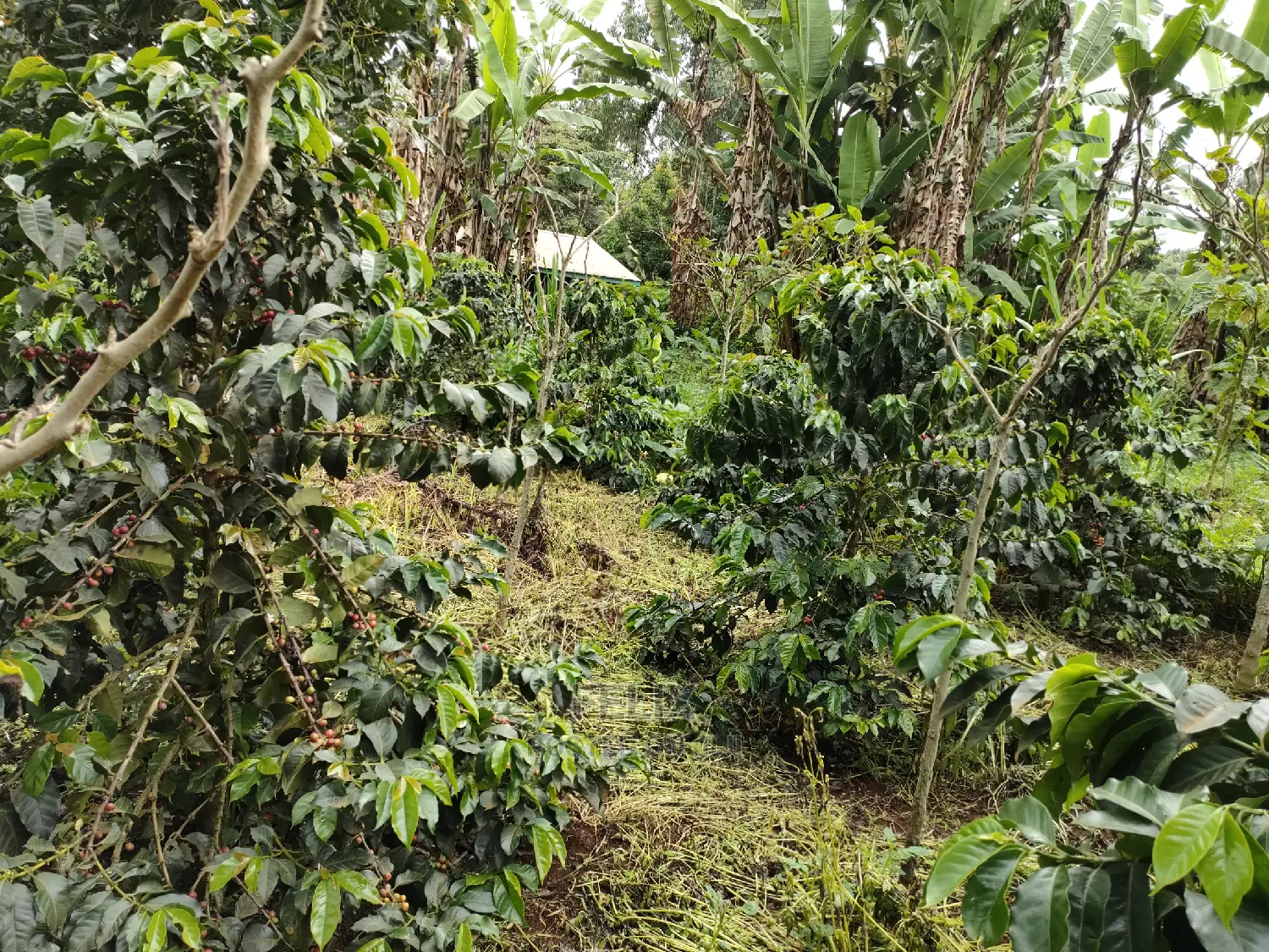Karatina /Karura Half Acre With Coffee