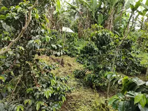 Karatina /Karura Half Acre With Coffee