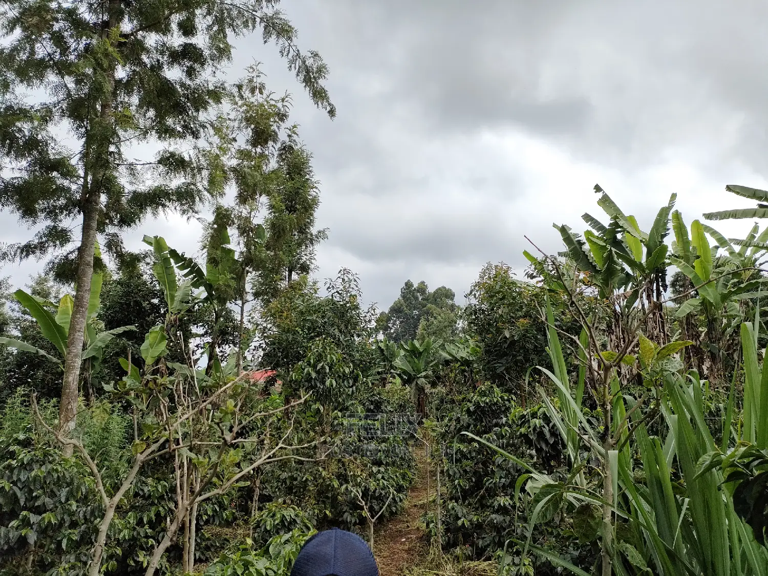 Karatina /Karura Half Acre With Coffee