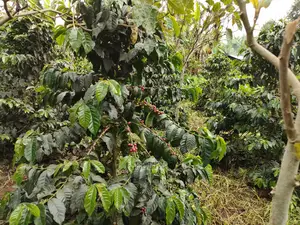 Karatina /Karura Half Acre With Coffee