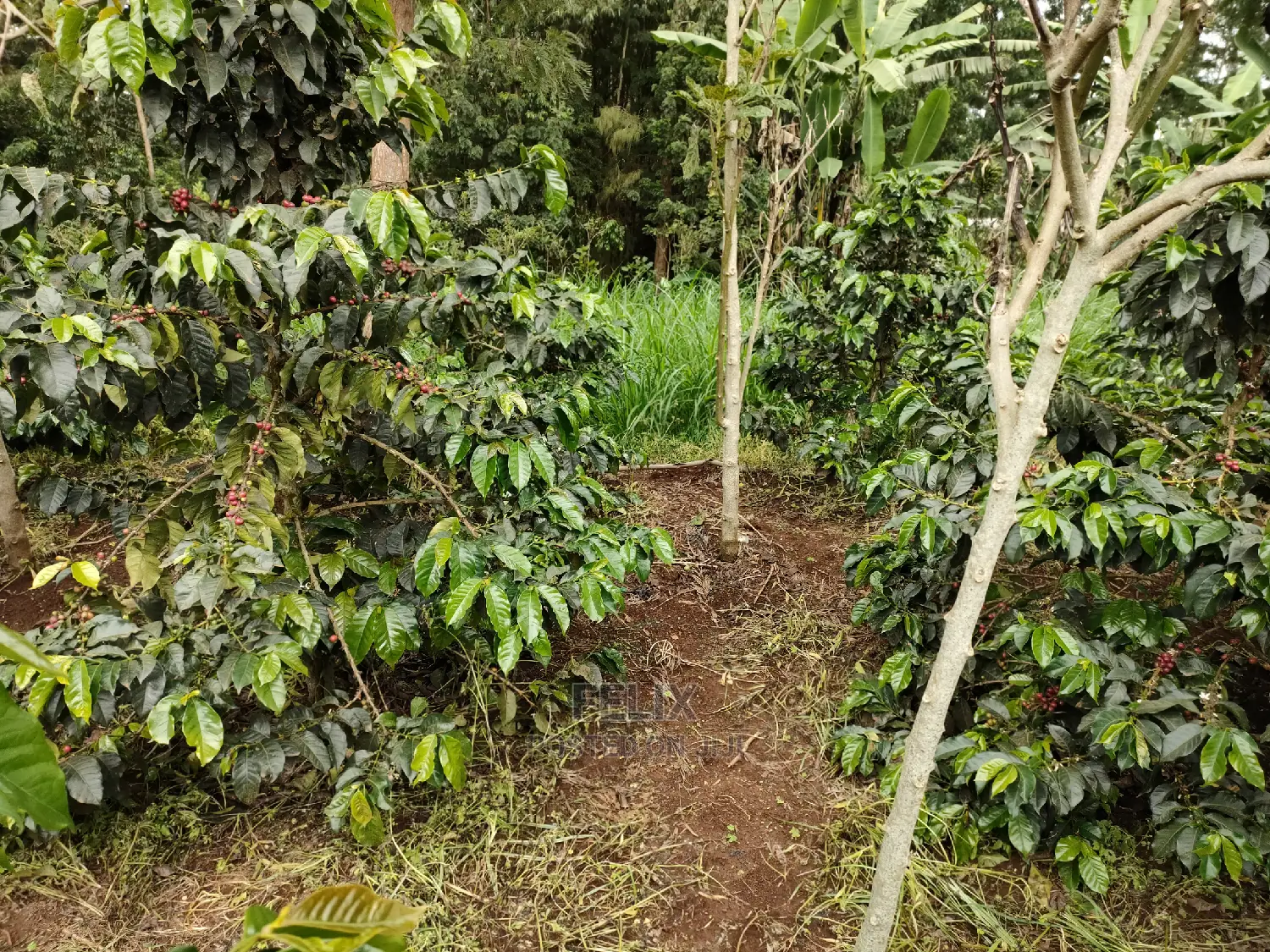 Karatina /Karura Half Acre With Coffee