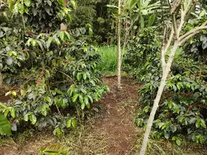 Karatina /Karura Half Acre With Coffee