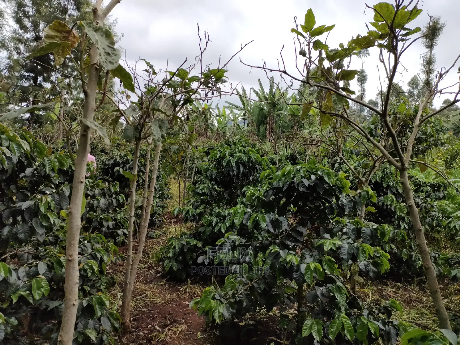 Karatina /Karura Half Acre With Coffee