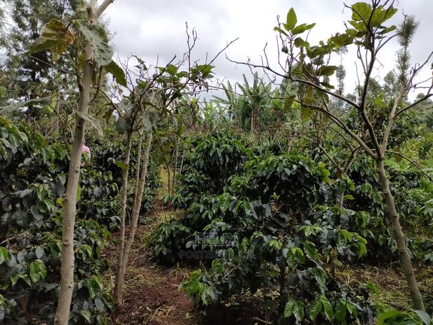 Karatina /Karura Half Acre With Coffee - thumbnail 7