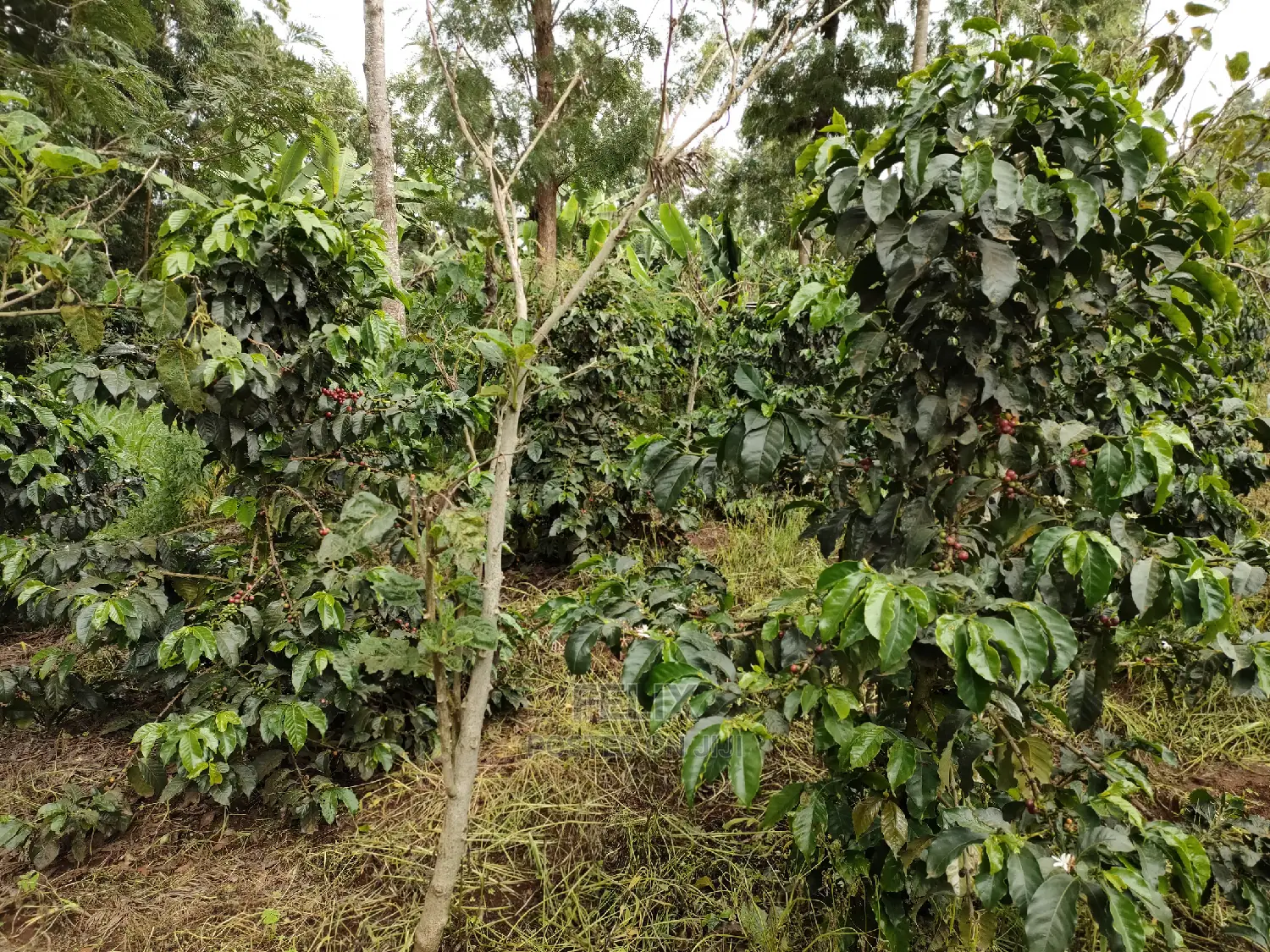 Karatina /Karura Half Acre With Coffee