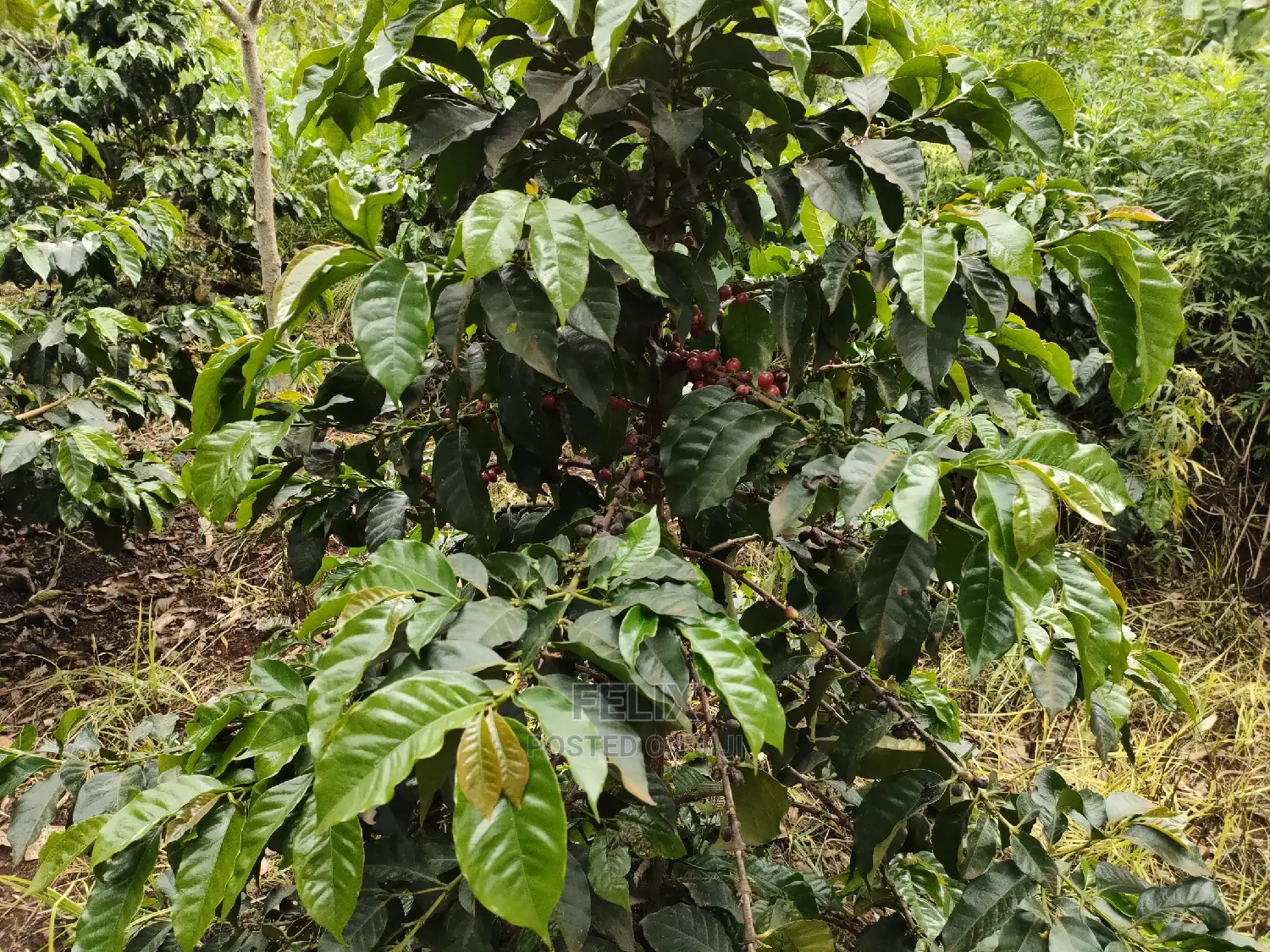 Karatina /Karura Half Acre With Coffee