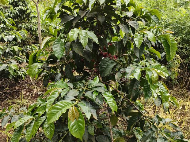 Karatina /Karura Half Acre With Coffee - thumbnail 8