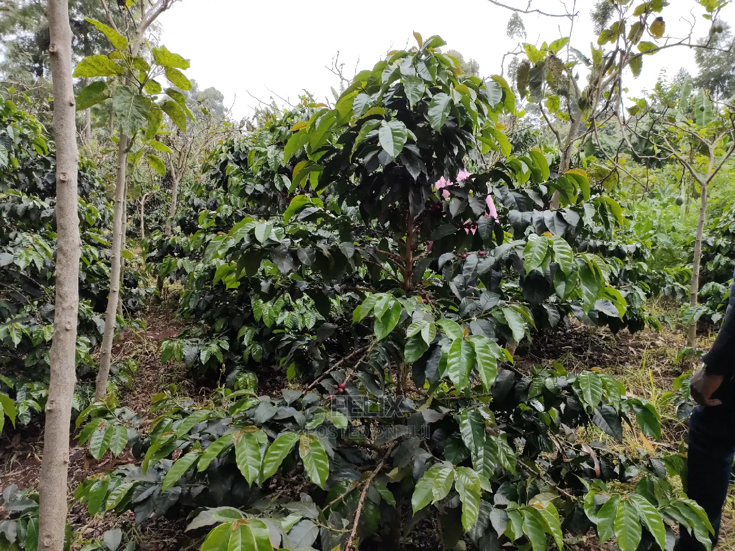 Karatina /Karura Half Acre With Coffee
