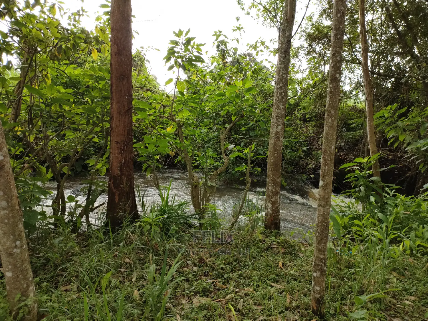 Karatina /Karura Half Acre With Coffee