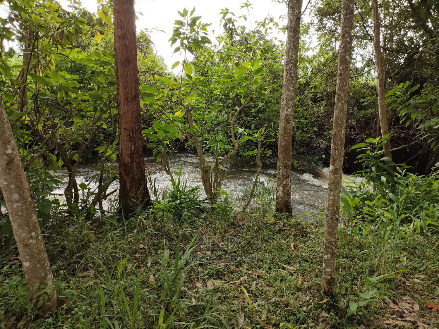 Karatina /Karura Half Acre With Coffee